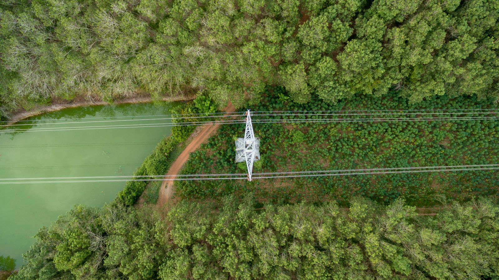 High voltage transmission lines pass through wooded area